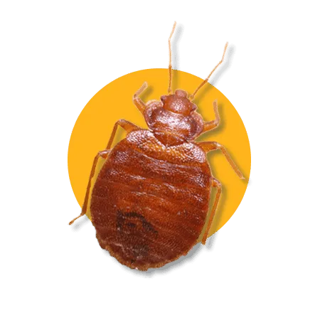 Cimici dei letti