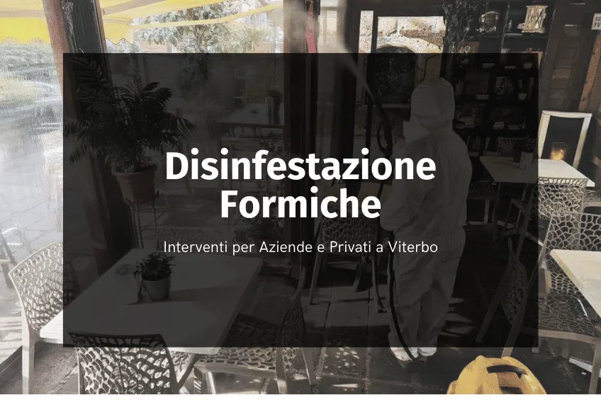 Disinfestazione Formiche Viterbo