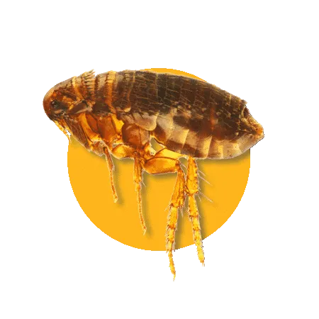 Pulci