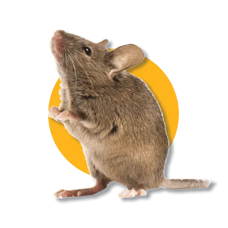 Roditori