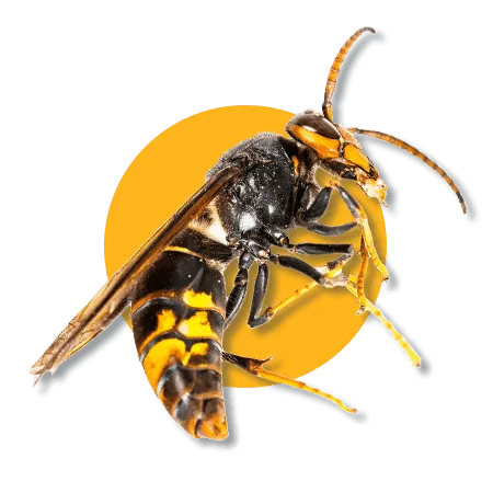 Vespe e Calabroni