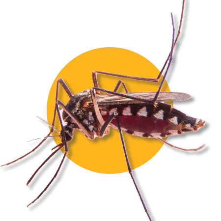 Zanzare