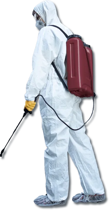 disinfestatore viterbo
