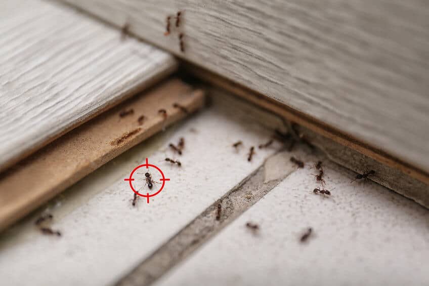 disinfestazione formiche in casa