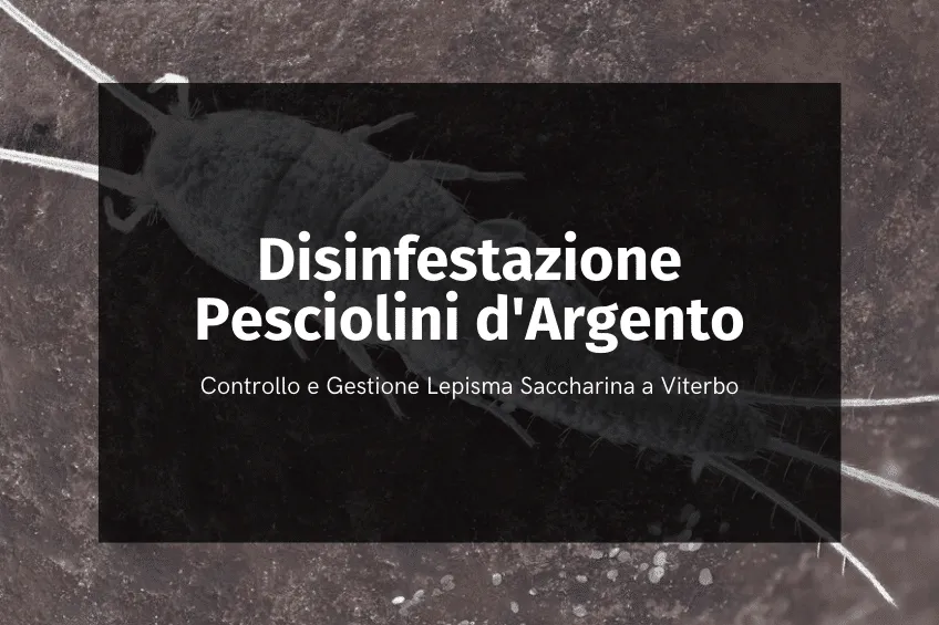 disinfestazione pesciolini d'argento Viterbo
