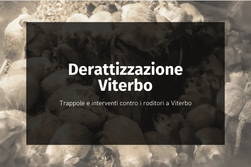 derattizzazione Viterbo