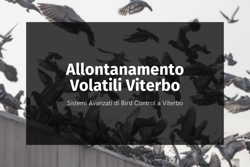 Allontanamento volatili Viterbo