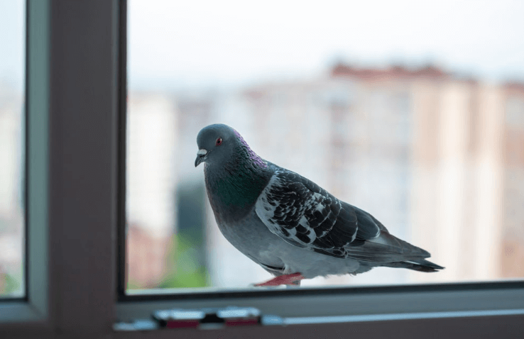 Allontanare i piccioni dal tetto è possibile senza ricorrere a