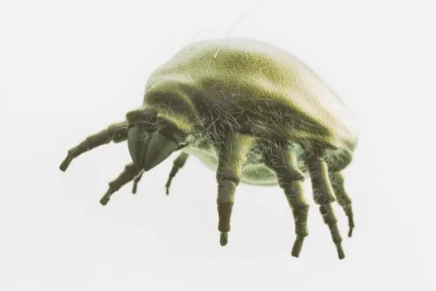 acaro della polvere