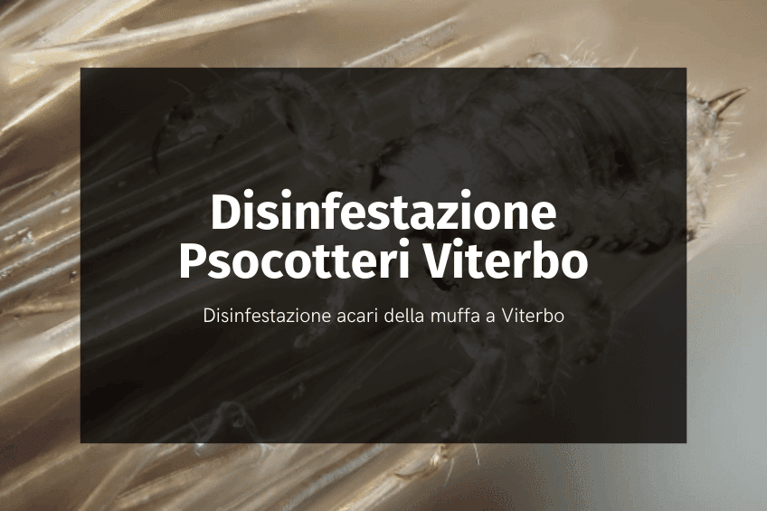 Disinfestazioni psocotteri Viterbo