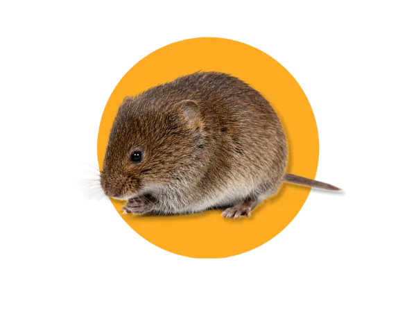 arvicole lotta biologica