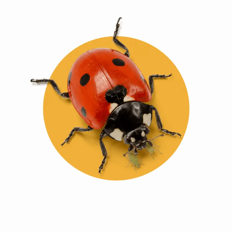 coccinelle per lotta biologica