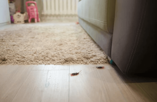 disinfestazione scarafaggi in casa Viterbo