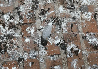guano piccione