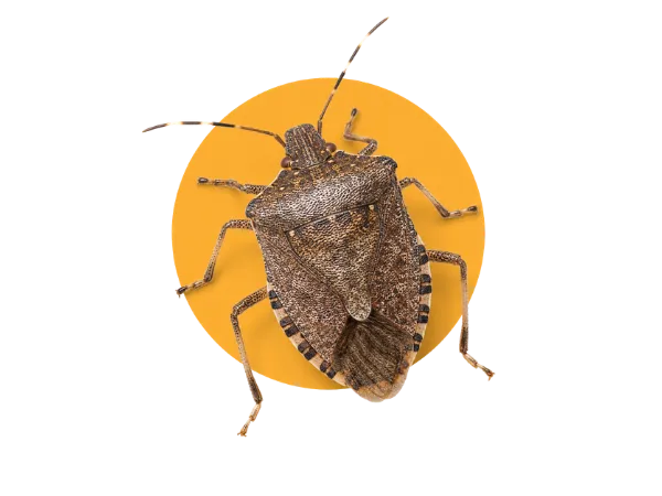 lotta biologica cimice del nocciolo