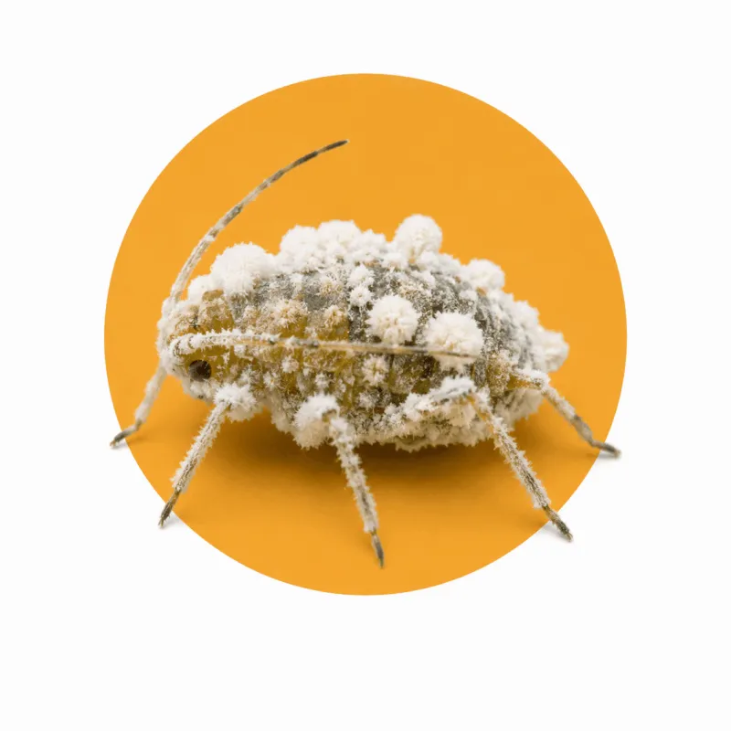 lotta biologica con patogeni