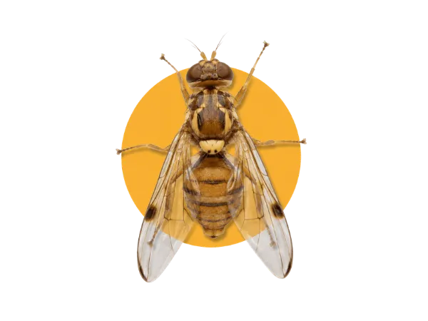 lotta biologica mosca olivo