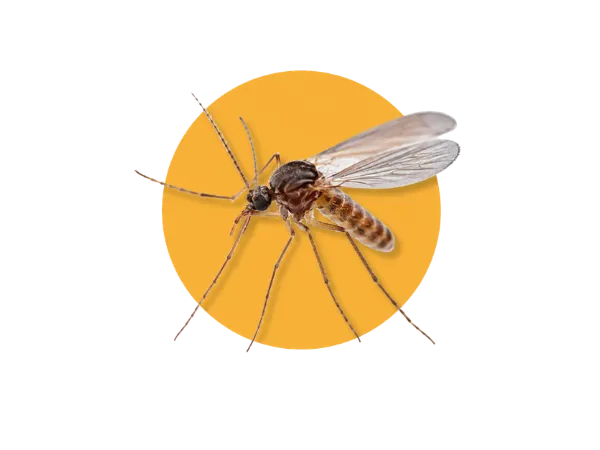 lotta biologica zanzare