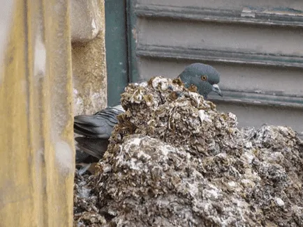 piccione e guano
